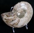 Beautiful Split Ammonite Pair - Agatized #6406-5